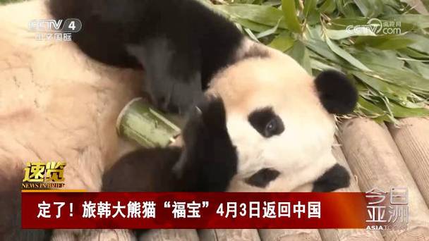 白小姐精選三肖四碼澳門和4旅日大熊貓將回國與旅日20年熊貓將回國 視頻