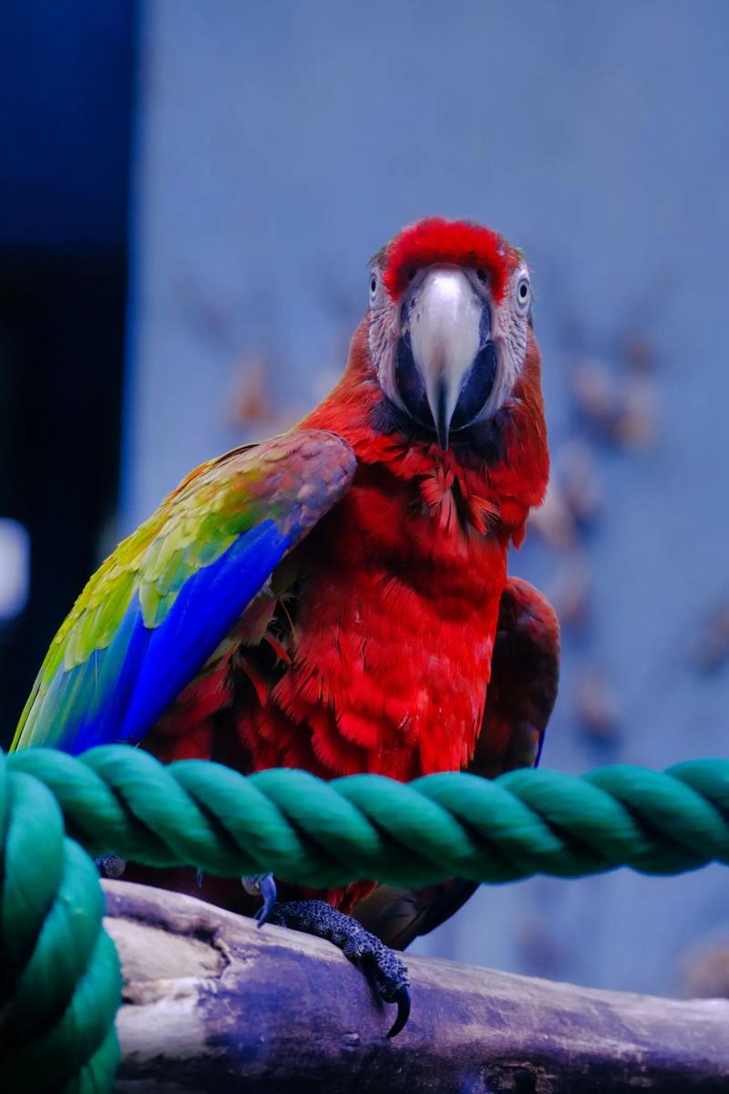 117731.cσm查詢澳彩開(kāi)獎(jiǎng)號(hào)碼和上海動(dòng)物園道歉與上海動(dòng)物園道歉事件
