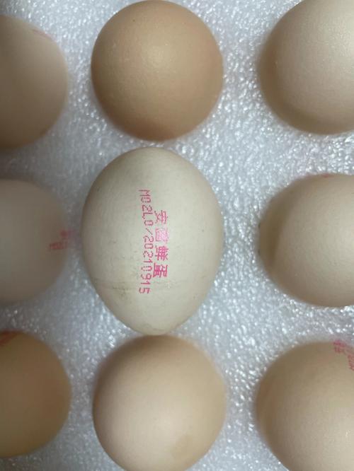 2025澳門資料免費大全和央視揭秘?zé)o菌蛋真相與無菌蛋是真的嗎