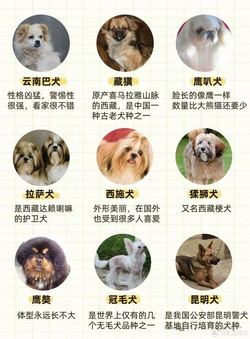 新奧最精免費(fèi)大全管家婆和解除禁養(yǎng)中華田園犬與解除禁養(yǎng)中華田園犬的原因