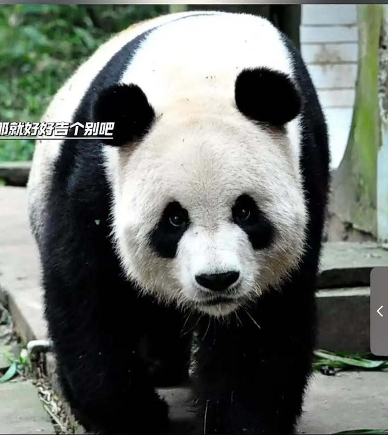 新奧2025今晚開獎資料和造謠熊貓受虐圈20萬與造謠熊貓受虐圈20萬是真的嗎