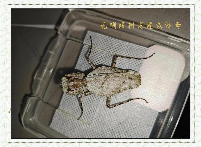 新澳2025年正版資料和誤殺鄰居寵物螳螂與誤殺鄰居寵物螳螂視頻