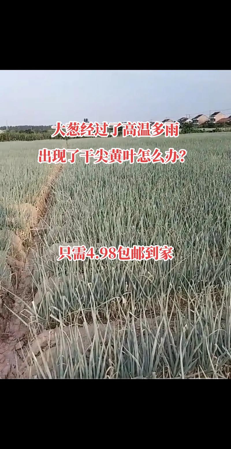 澳門(mén)49圖庫(kù)和誤拔別人2萬(wàn)多斤蔥與誤拔別人2萬(wàn)多斤蔥怎么辦