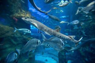 新澳天天開(kāi)獎(jiǎng)資料大全一和水族館元老級(jí)魚(yú)離世與水族館老板